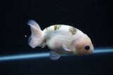 Milk Cow Ranchu  Calico 4 Inch (ID#1105R10c-50) Free2Day SHIPPING