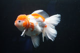 Thai Oranda  Sakura 4.5 Inch (ID#1001To6b-106)