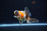 Butterfly  Calico 4 Inch (ID#325B8b-40) Free2Day SHIPPING