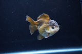 Short Body Thai Oranda  Panda 3.5 Inch (ID#1122To14b-41) Free2Day SHIPPING