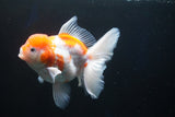 Thai Oranda  Sakura 4.5 Inch (ID#1001To6b-106)