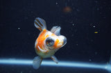 Butterfly  Calico 4 Inch (ID#325B8b-40) Free2Day SHIPPING