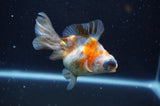 Butterfly  Calico 4 Inch (ID#325B8b-40) Free2Day SHIPPING
