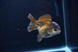 Short Body Thai Oranda  Panda 3.5 Inch (ID#1122To14b-41) Free2Day SHIPPING