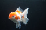 Thai Oranda  Sakura 4.5 Inch (ID#1001To6b-106)