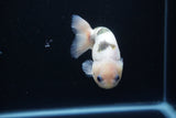 Milk Cow Ranchu  Calico 4 Inch (ID#1105R10c-50) Free2Day SHIPPING