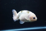 Milk Cow Ranchu  Calico 4 Inch (ID#1105R10c-50) Free2Day SHIPPING