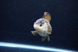 Short Body Thai Oranda  Panda 3.5 Inch (ID#1122To14b-41) Free2Day SHIPPING