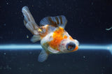 Butterfly  Calico 4 Inch (ID#325B8b-40) Free2Day SHIPPING