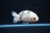 Milk Cow Ranchu  Calico 4 Inch (ID#1105R10c-50) Free2Day SHIPPING