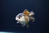 Short Body Thai Oranda  Panda 3.5 Inch (ID#1122To14b-41) Free2Day SHIPPING