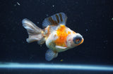 Butterfly  Calico 4 Inch (ID#325B8b-40) Free2Day SHIPPING