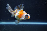 Butterfly  Calico 4 Inch (ID#325B8b-40) Free2Day SHIPPING
