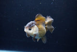 Short Body Thai Oranda  Panda 3.5 Inch (ID#1122To14b-41) Free2Day SHIPPING