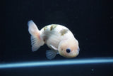 Milk Cow Ranchu  Calico 4 Inch (ID#1105R10c-50) Free2Day SHIPPING