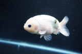 Milk Cow Ranchu  Calico 4 Inch (ID#1105R10c-50) Free2Day SHIPPING