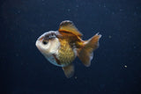 Short Body Thai Oranda  Panda 3.5 Inch (ID#1122To14b-41) Free2Day SHIPPING