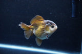 Short Body Thai Oranda  Panda 3.5 Inch (ID#1122To14b-41) Free2Day SHIPPING