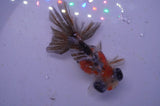 Butterfly  Calico 4 Inch (ID#325B8b-40) Free2Day SHIPPING