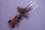 Butterfly  Calico 4 Inch (ID#325B8b-40) Free2Day SHIPPING