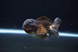 Short Body Thai Oranda  Bronze 3.5 Inch (ID#1122To14b-42) Free2Day SHIPPING