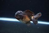 Short Body Thai Oranda  Bronze 3.5 Inch (ID#1122To14b-42) Free2Day SHIPPING