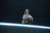 Short Body Thai Oranda  Bronze 3.5 Inch (ID#1122To14b-42) Free2Day SHIPPING