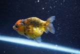 Juvenile Ranchu  Calico 3 Inch (ID#820R5c-87) Free2Day SHIPPING