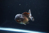 Short Body Thai Oranda  Bronze 3.5 Inch (ID#1122To14b-42) Free2Day SHIPPING