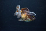 Short Body Thai Oranda  Bronze 3.5 Inch (ID#1122To14b-42) Free2Day SHIPPING