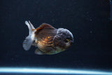 Short Body Thai Oranda  Bronze 3.5 Inch (ID#1122To14b-42) Free2Day SHIPPING