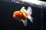 Thai Oranda  Calico 4.5 Inch (ID#1001To6b-108)