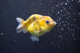 Juvenile Ranchu  Calico 3 Inch (ID#820R5c-87) Free2Day SHIPPING