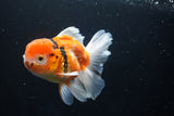 Thai Oranda  Calico 4.5 Inch (ID#1001To6b-108)