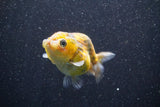 Ranchu  Calico 3 Inch (ID#820R5c-87) Free2Day SHIPPING