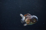 Short Body Thai Oranda  Bronze 3.5 Inch (ID#1122To14b-42) Free2Day SHIPPING