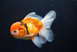 Thai Oranda  Calico 4.5 Inch (ID#1001To6b-108)