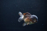 Short Body Thai Oranda  Bronze 3.5 Inch (ID#1122To14b-42) Free2Day SHIPPING