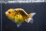 Ranchu  Calico 3 Inch (ID#820R5c-87) Free2Day SHIPPING