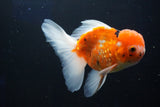 Thai Oranda  Calico 4.5 Inch (ID#1001To6b-108)