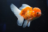 Thai Oranda  Calico 4.5 Inch (ID#1001To6b-108)