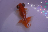 Butterfly  Red White 3.5 Inch (ID#325B8b-41) Free2Day SHIPPING