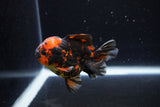 Short Body Thai Oranda  Tiger Calico 3 Inch (ID#1122To14b-43) Free2Day SHIPPING