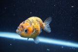 Ranchu  Calico 3.5 Inch (ID#820R5c-88) Free2Day SHIPPING