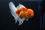 Thai Oranda  Calico 4.5 Inch (ID#1001To6b-108)