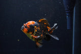 Short Body Thai Oranda  Tiger Calico 3 Inch (ID#1122To14b-43) Free2Day SHIPPING