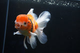 Thai Oranda  Calico 4.5 Inch (ID#1001To6b-108)