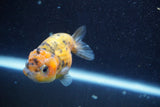 Ranchu  Calico 3.5 Inch (ID#820R5c-88) Free2Day SHIPPING