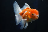 Thai Oranda  Calico 4.5 Inch (ID#1001To6b-108)