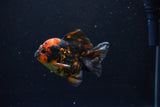 Short Body Thai Oranda  Tiger Calico 3 Inch (ID#1122To14b-43) Free2Day SHIPPING